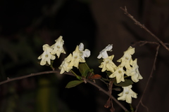 Brunfelsia americana
