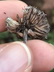 Monardella hypoleuca hypoleuca