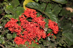 Clerodendrum splendens
