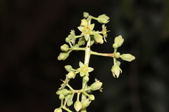 Persea macrantha