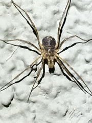 Protolophus singularis