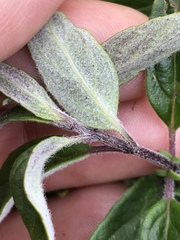 Monardella hypoleuca hypoleuca