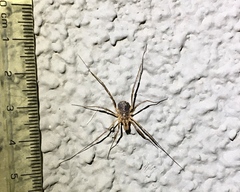 Protolophus singularis