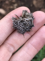 Monardella hypoleuca hypoleuca