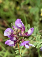 Astragalus tener