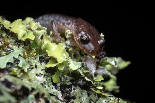 Big Levels Salamander, Plethodon sherando