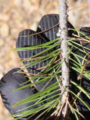 Pinus cembroides, photograph (c) Ulises Pinedo, some rights reserved (CC BY)