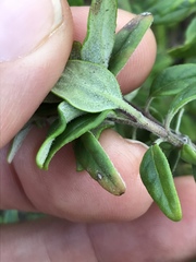 Monardella hypoleuca hypoleuca