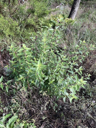 Brickellia cylindracea, photograph 1