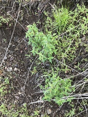Monardella hypoleuca hypoleuca