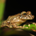 Snouted Tree Frogs - Photo (c) Pedro Ivo, some rights reserved (CC BY-NC), uploaded by Pedro Ivo