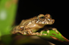 Snouted Tree Frogs - Photo (c) Pedro Ivo, some rights reserved (CC BY-NC), uploaded by Pedro Ivo