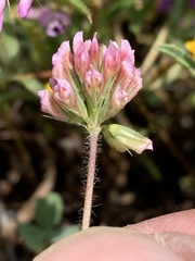 Trifolium bifidum