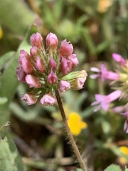 Trifolium bifidum