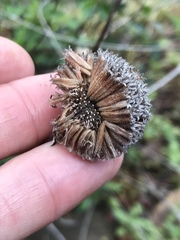Monardella hypoleuca hypoleuca