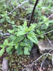 Monardella hypoleuca hypoleuca