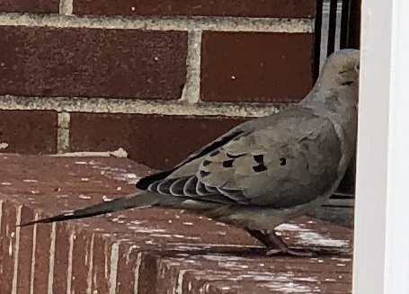 Mourning Dove