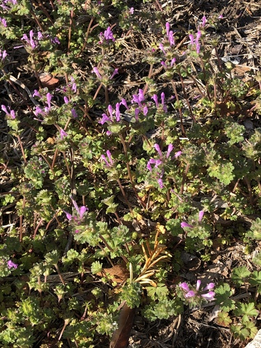 henbit deadnettle