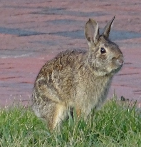 Eastern Cottontail