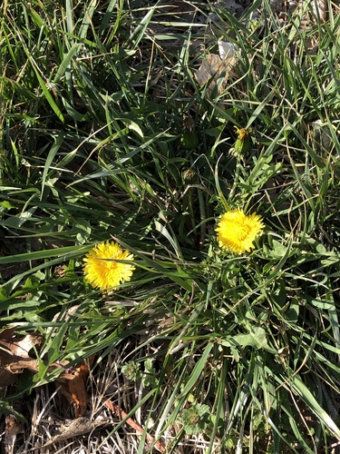 common dandelion