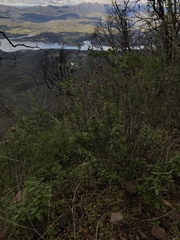 Monardella hypoleuca hypoleuca