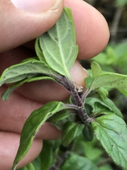 Monardella hypoleuca hypoleuca