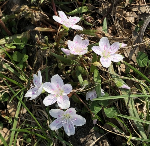 Virginia Springbeauty