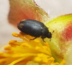 Cryptorhopalum apicale