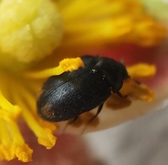 Cryptorhopalum apicale