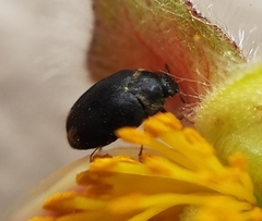 Cryptorhopalum apicale