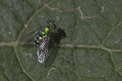 Condylostylus pruinosus