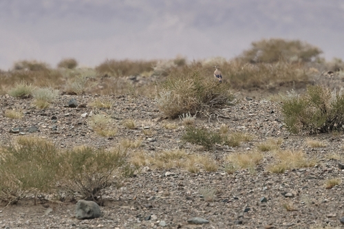 Mongolian Ground Jay (Podoces hendersoni)