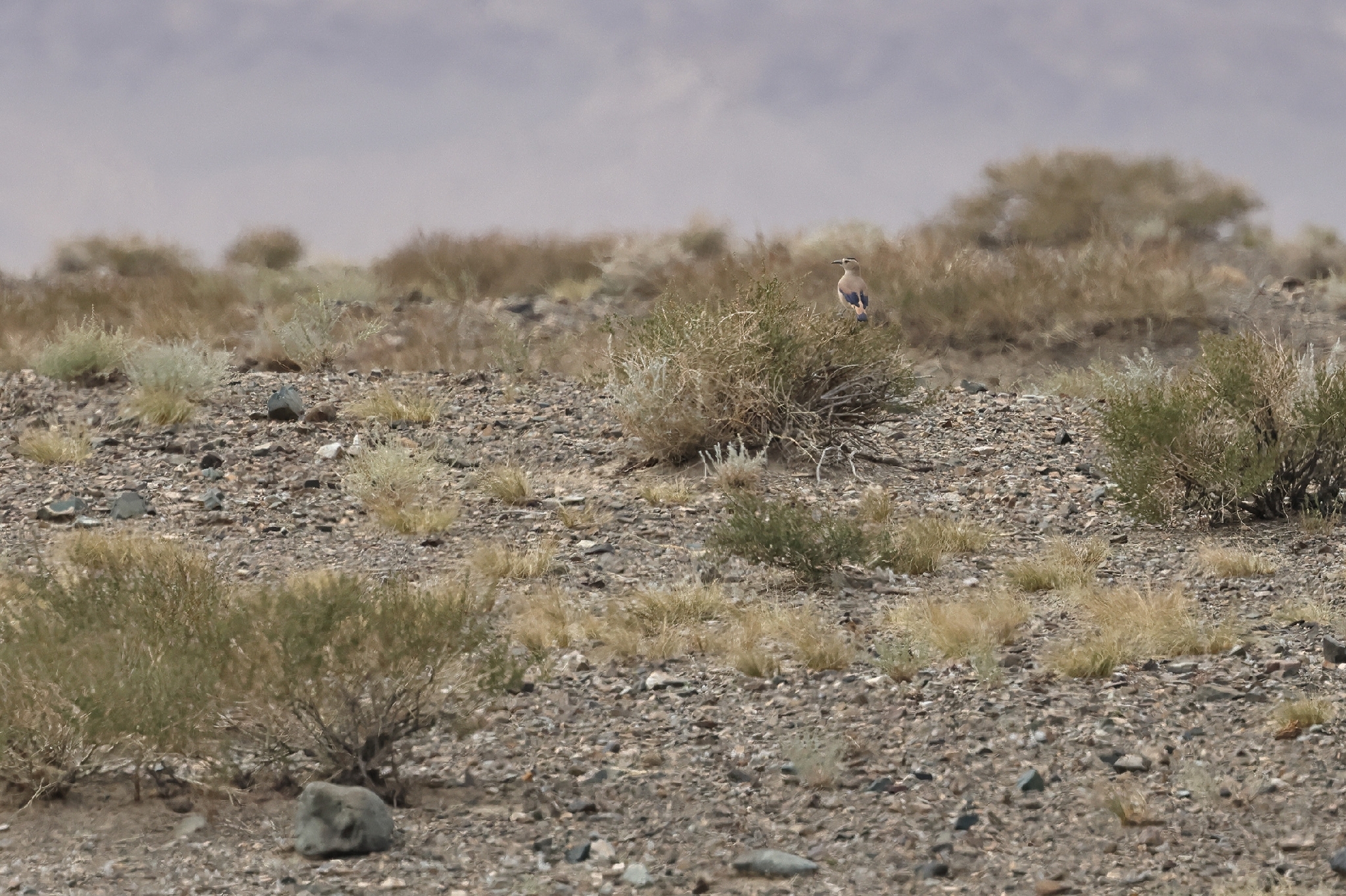 Mongolian Ground Jay (Podoces hendersoni), photo 1