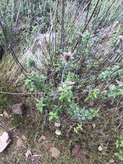 Monardella hypoleuca hypoleuca