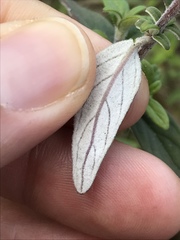 Monardella hypoleuca hypoleuca