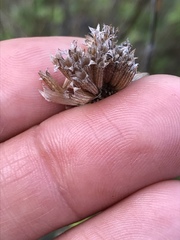 Monardella hypoleuca hypoleuca