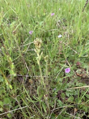 Castilleja attenuata