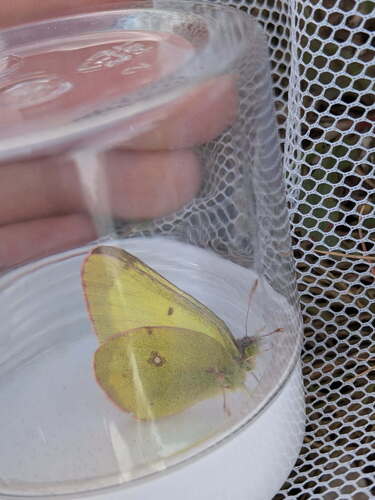 Clouded Sulphur