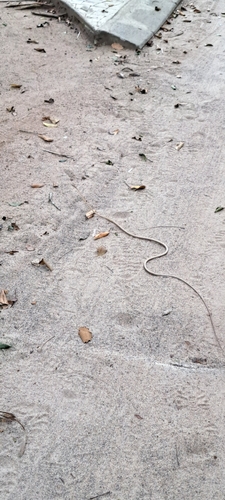 Brown Vinesnake