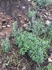 Monardella hypoleuca hypoleuca