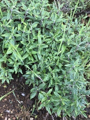 Monardella hypoleuca hypoleuca