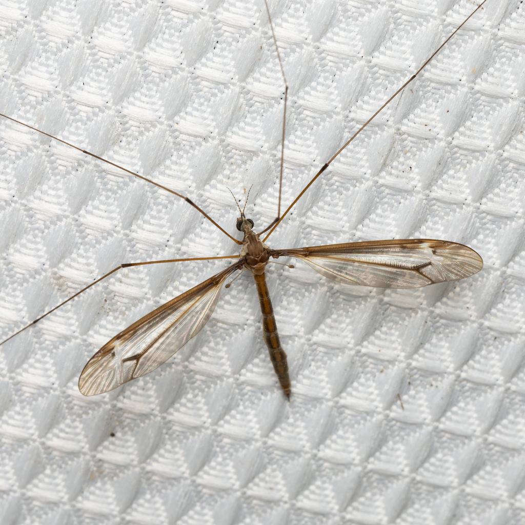 Tipula sackeniana