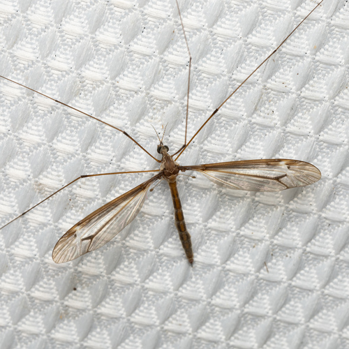 Tipula sackeniana