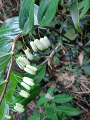 Polygonatum arisanense