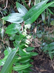 Polygonatum arisanense