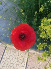 Papaver rhoeas