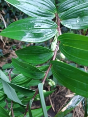 Polygonatum arisanense
