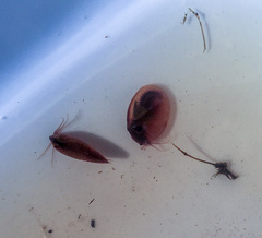 Cyzicus californicus