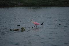 Platalea ajaja