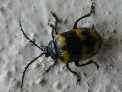 Gallerucida bifasciata